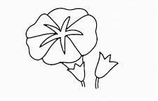 牵牛花简笔画画法步骤