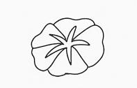 牵牛花简笔画画法步骤