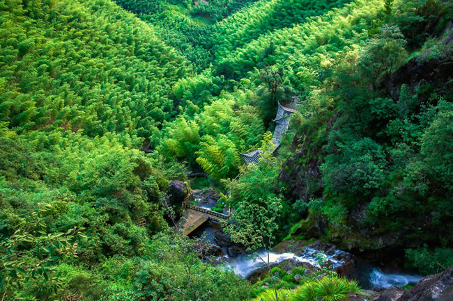 高清绿色森林风景图片