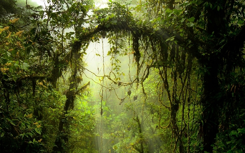 绿色森林紫色花海唯美风景图片
