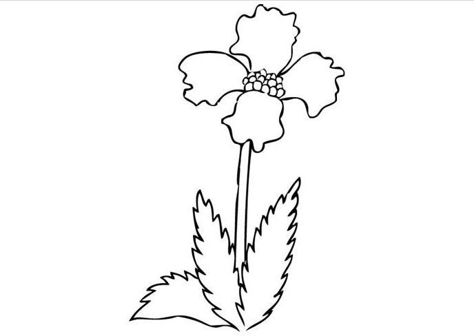 简笔画花图案大全
