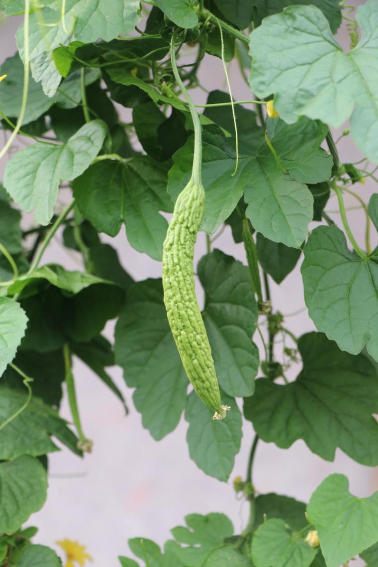 菜园子里的苦瓜图片