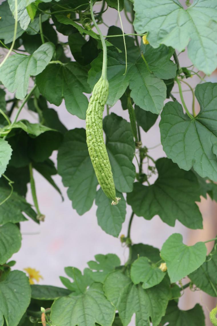 菜园子里的苦瓜图片