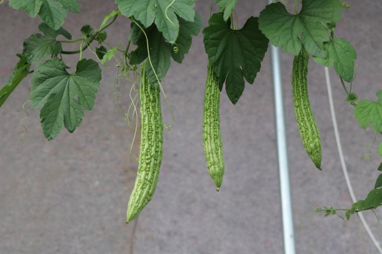 菜园子里的苦瓜图片