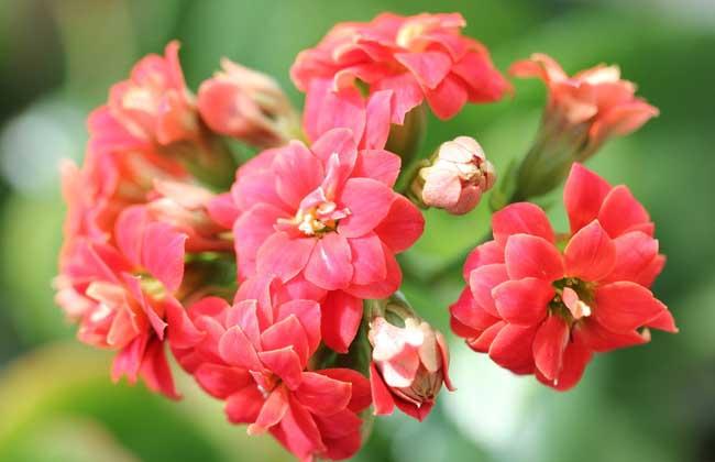 长寿花图片