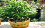 盆栽毛竹图片