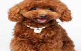 玩具贵宾犬图片