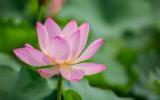 莲花图片