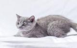 灰色小猫咪图片