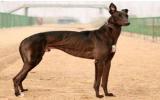 松狮犬种类图片