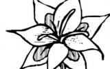 漂亮的百合花简笔画画法