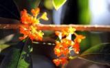 桂花图片