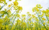 中国最美油菜花海