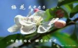 十大美女花配诗图片