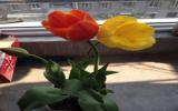 郁金香花图片