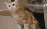 可爱猫咪图片