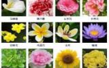 400多种常见花卉图谱图片