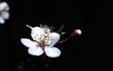 白色梅花图片