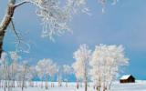 雪景大雪纷飞图片