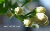 茉莉花图片