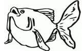 海洋生物简笔画如何画