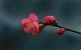 腊梅花卉图片