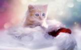 猫猫的生活图片