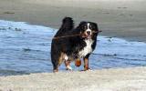 伯尔尼兹山地犬图片