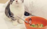 萌萌的小奶猫图片