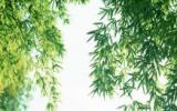 清新绿色竹林图片