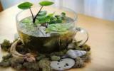 水培植物图片