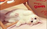 萌死人的小猫