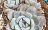 海琳娜多肉图片