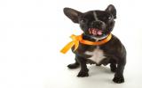 法国斗牛犬图片