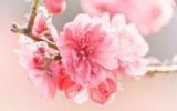 灿烂唯美桃花图片
