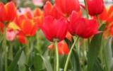 郁金香花香图片