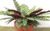 室内植物图片及名称