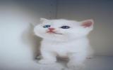 可爱的白色猫咪图片
