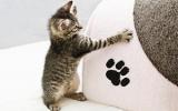 猫的脚印图片