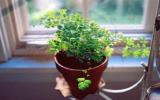 小绿植图片