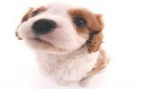 宠物犬图片大全