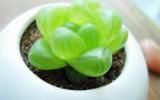 观音滴水草玉露植物图片