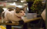 神气的猫咪图片