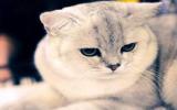 惹人开心的萌猫图片