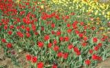 郁金香花海图片