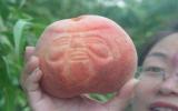 寿星桃水果图片