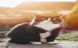 好看的猫猫图片