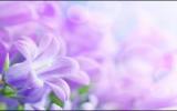 绽放唯美花朵图片