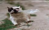 法国斗牛犬图片