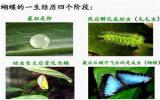 毛毛虫变蝴蝶图片